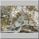 Oedipoda caerulescens - Blauflueglige Oedlandschrecke 07 Teverener Heide.jpg